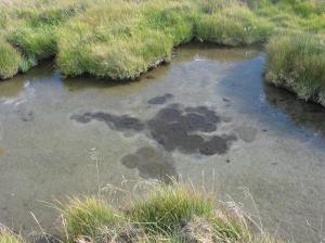 Springs at Oregon Slough after Grazing Plan