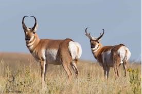 Antelope photo