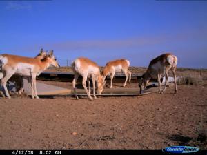 #159/160 Blue Mesa Guzzlers 1 & 2 -Trail Camera (WY)