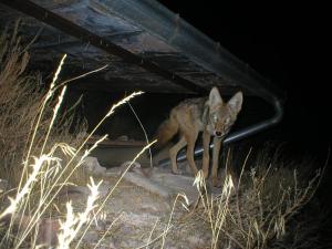 #274 Utah Guzzler Study (UT) - Trail Cameras