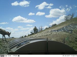 #441 Seminoe Mountain/Indian Pass Guzzler (WY) - Trail Camera