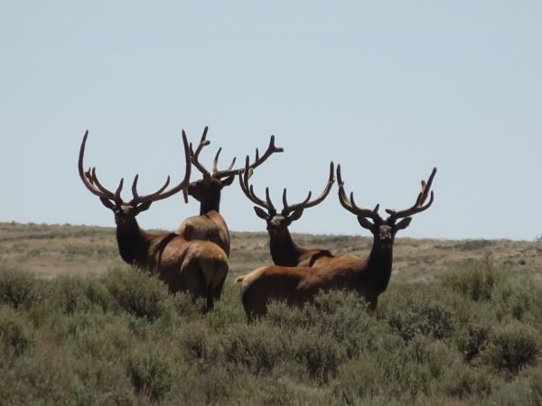 2024 Wyoming G&F Commissioner Tag Raffle
