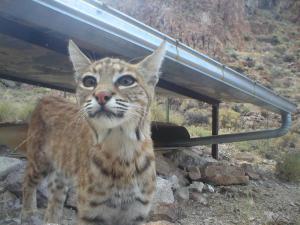 Bobcat(gaunt)