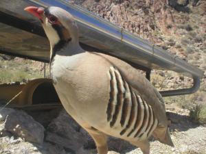 Chukar