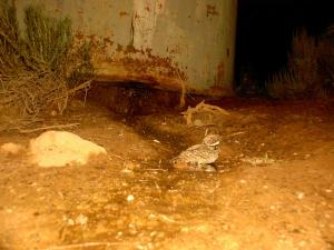 CommonPoorwill