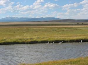 Oregon Slough Riparian Fence