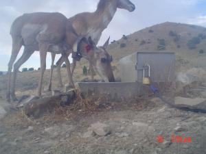 Pronghorn