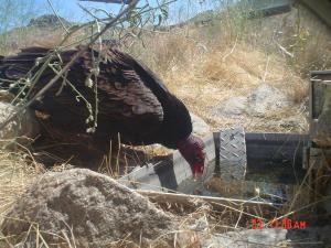 TurkeyVulture