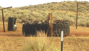 sage grouse