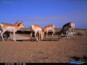#159/160 Blue Mesa Guzzlers 1 & 2 -Trail Camera (WY)