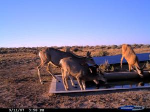 #252 Red Butte & Tenmile Guzzlers (WY) - Trail Cameras