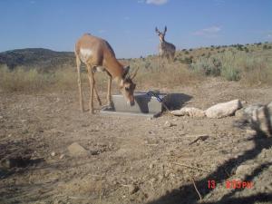 #323 Larsen's Guzzler Research I (UT) - Trail Cameras