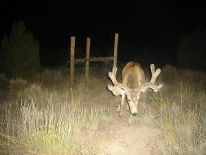 #366 Utah Guzzlers Study (Larsen) Phase III (UT) - Trail Cameras