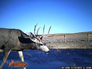 #444 Ruby Knolls Water Development (WY) - Trail Camera