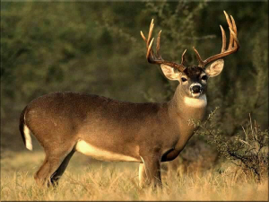 Deer photo