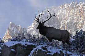 Elk photo