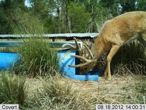 #425 Benefits of Water Developments on Wildlife in Western Kansas Research Study (KS) - Trail Cameras