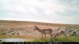 #402 Pennock Well Development (WY) - Trail Camera 