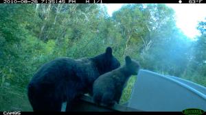 Miscellaneous Trail Camera Photos