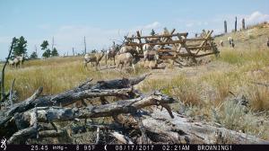 #443 Elk Mountain Water Development #1 (WY) - Trail Camera