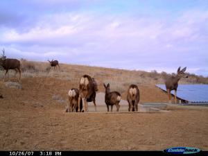 #173/174 Squaw Teats Guzzlers 1 & 2 (WY) - Trail Camera