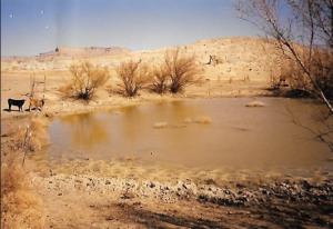 #257 East Clark Bench Pronghorn Water 2000 (UT)