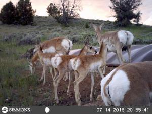 #439 Ed O. Taylor WHMA Wildlife Facilities (WY) - Trail Camera