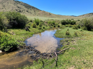 Split-Rock-Riparian-Before