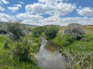 Split-Rock-Riparian-Healing-June-2024