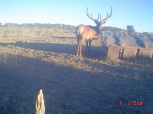 Utah Trail Cams (1)