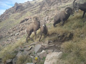 Utah Trail Cams (10)   