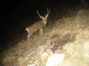 Utah Trail Cams (11)   