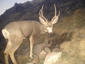 Utah Trail Cams (12)   