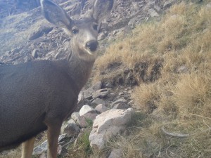 Utah Trail Cams (13)   