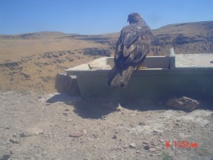 Utah Trail Cams (14)   