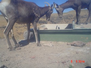 Utah Trail Cams (15)   