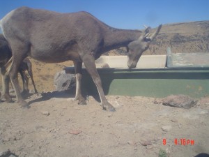 Utah Trail Cams (16)   