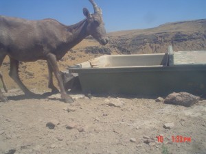 Utah Trail Cams (17)   