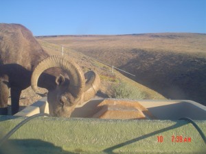 Trail Camera Photos