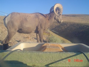 Utah Trail Cams (19)   