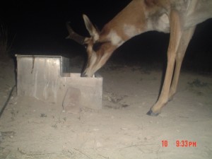 Utah Trail Cams (21)   