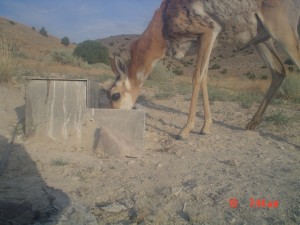 Utah Trail Cams (22)   