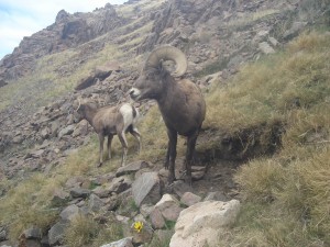 Utah Trail Cams (3)   