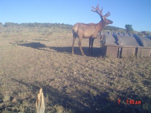 Utah Trail Cams (4)   