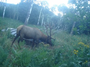 Utah Trail Cams (5)   