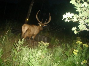 Utah Trail Cams (8)   