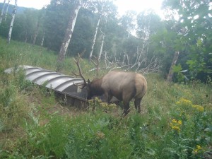 Utah Trail Cams (9)   